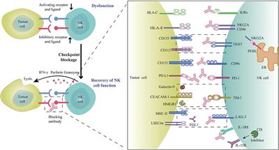 Targeting NK Cell Checkpoint Receptors or Molecules for Cancer Immunotherapy